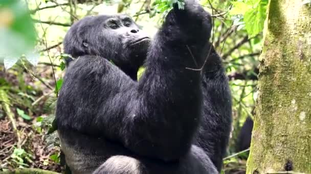 Mountain Gorilla Gravid Hona Plockar Och Tuggar Blad Vild Natur — Stockvideo