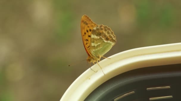 Bela Borboleta Fritillary Laranja Lavada Prata Chupando Pólen Uma Cesta — Vídeo de Stock