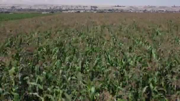 玉米大玉米地的无人机录像 玉米植物继续向远方生长 成熟的高大的玉米植物 远在天边的山脉和沙丘 无人机向前飞行 同时将相机向上倾斜 — 图库视频影像