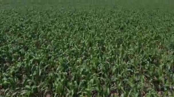 大きなトウモロコシ畑のドローン映像 緑の若いトウモロコシの植物は晴れた日に列に並んでいました 地平線の山と砂丘 ドローンはカメラが傾くにつれて前方に飛ぶ — ストック動画