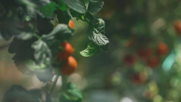 Ένα Μάτσο Ντομάτες Κρέμονται Από Ένα Καταπράσινο Αμπέλι Στο Θερμοκήπιο — Αρχείο Βίντεο