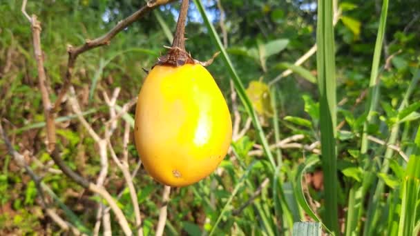 Doğadaki Sarı Patlıcanları Yakından Çek Sığ Odak — Stok video