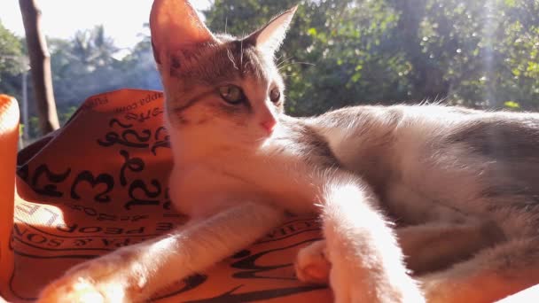 Close Static Shot Kitten Lying Cloth Sunbathing Licking Itself — Stock Video