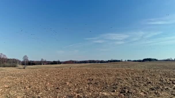 Canada Geese Other Migrating Birds Flying South Autumn Rural Farm — Stock Video