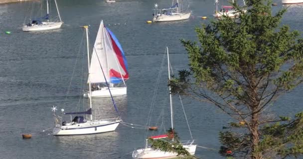 Egy Jacht Hajózik Tamar Folyón Devon Cornwall Között Angliában Egy — Stock videók