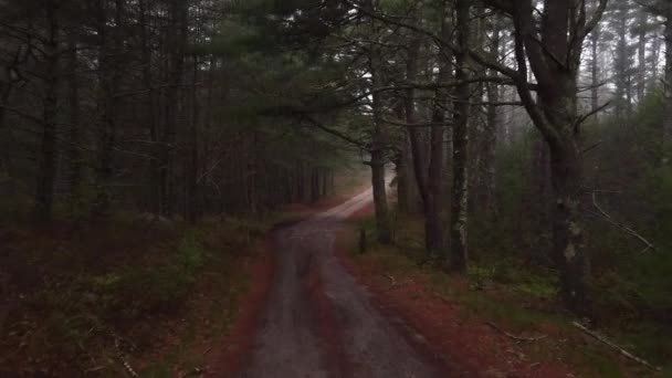 Une Route Accès Terre Dans Une Forêt Pins Brumeux — Video