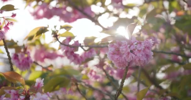 Sluiten Verbazingwekkende Roze Bloemen Sakura Boom Japanse Kersenboom — Stockvideo