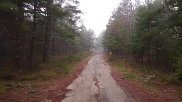 Prosta Ścieżka Dostępu Żwiru Lesie Sosnowym — Wideo stockowe