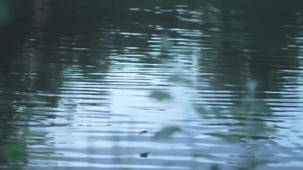 Morcegos Voando Acima Água Tranquila Calma Lago Noite Tiro Rastreamento — Vídeo de Stock