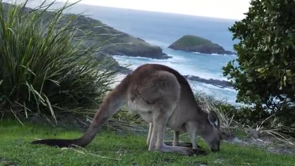 Okyanus Manzaralı Bir Sahil Kenarında Otlayan Kanguruların Görüntüsü Güneybatı Avustralya — Stok video