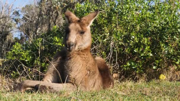 Canguro Macho Grande Acuesta Lentamente Para Descansar Bajo Sol Del — Vídeos de Stock