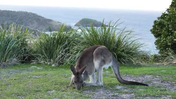 Mammifère Sauvage Australien Emblématique Kangourou Broutant Sur Promontoire Côtier Pittoresque — Video