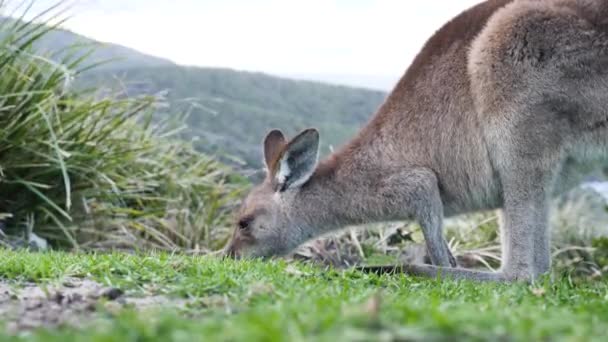 Kangourou Broutant Sur Promontoire Côtier Herbeux Avec Fond Pittoresque South — Video