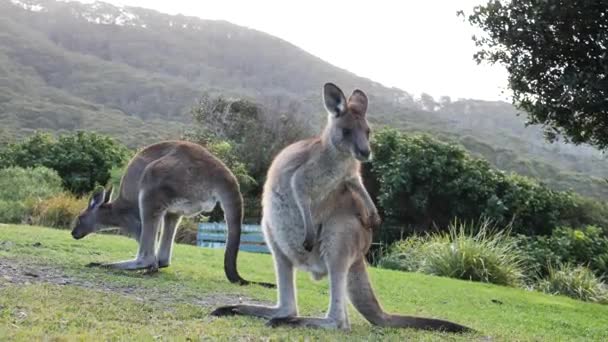 Ikoniczny Australijski Kangaroo Przygotowuje Się Malowniczym Wybrzeżu Zachowanie Zwierząt — Wideo stockowe