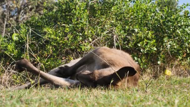 Einzigartiger Blick Auf Ein Großes Männliches Känguru Das Sich Der — Stockvideo