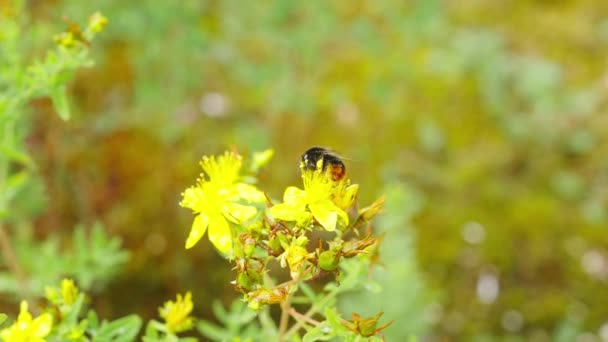 Hummeln Nahaufnahme Saugen Nektar Aus Blumen Sonnigen Frühlingstag — Stockvideo