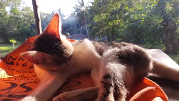 Primo Piano Colpo Gattino Sdraiato Panno Prendere Sole Leccarsi — Video Stock