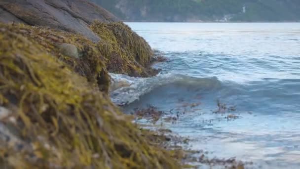 陸で海草に飛び込む波 — ストック動画