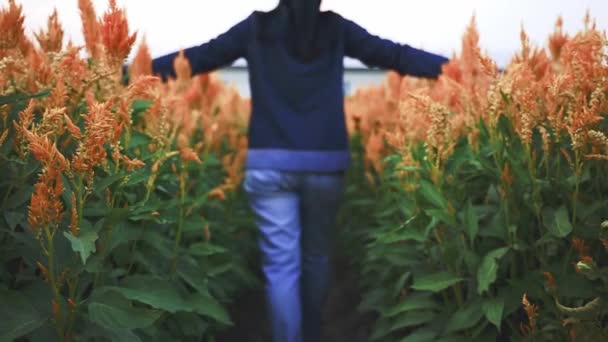 Slow Motion Turuncu Celosia Plumosa Çiçek Tarhında Yürüyen Asyalı Genç — Stok video