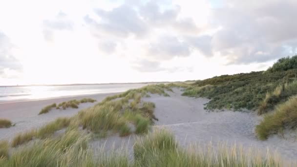 荷兰雷内塞海滩上 沙丘灰姑娘在晨风中平静地摇曳着 — 图库视频影像