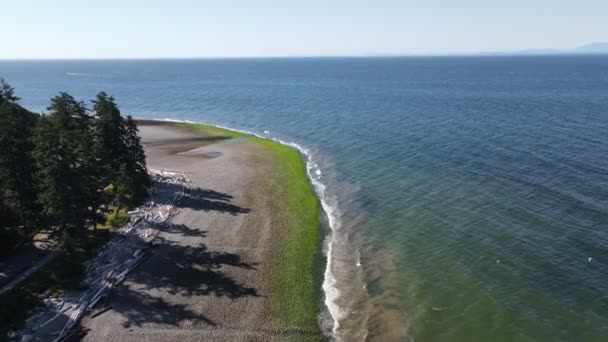 Moss Zakrył Kamyki Pustej Plaży Słoneczny Poranek Kolumbii Brytyjskiej Widok — Wideo stockowe