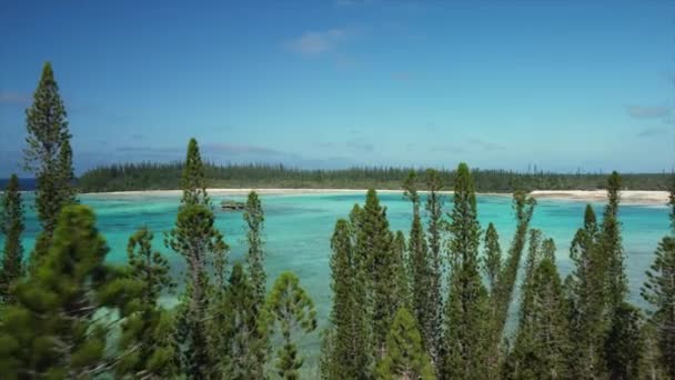 Împingeți Aerian Prin Pădurea Columnar Pine Spre Golful Limpede Cristal — Videoclip de stoc