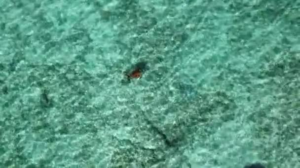 소나무 근처의 물에서 헤엄치는 외로운 바다거북 — 비디오