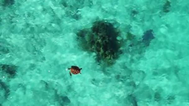 Vue Aérienne Tortues Marines Nageant Dans Les Eaux Tropicales Près — Video