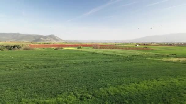 Drohnenclip Fliegt Rückwärts Über Blühende Grüne Felder Griechenland — Stockvideo