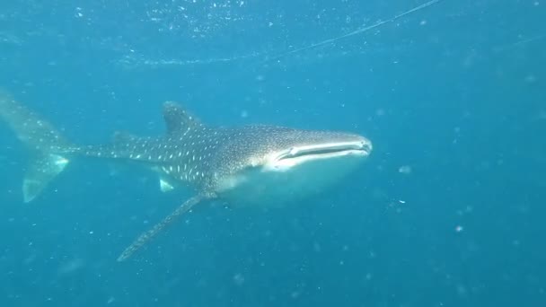 고래상어가해 가까이에서 먹이를 — 비디오