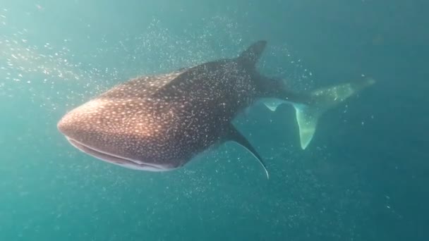 Movimento Lento Tubarão Baleia Que Alimenta Perto Superfície Água Oceano — Vídeo de Stock