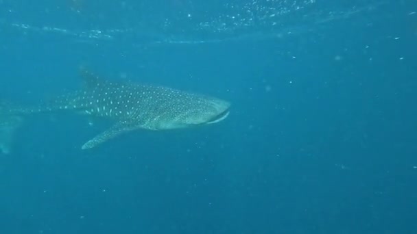海の中のボートの下に巨大なジンベイザメが泳いでいます 水面から水中への映画的遷移 — ストック動画
