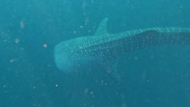 Velký Velrybí Žralok Plave Hluboko Oceánu — Stock video