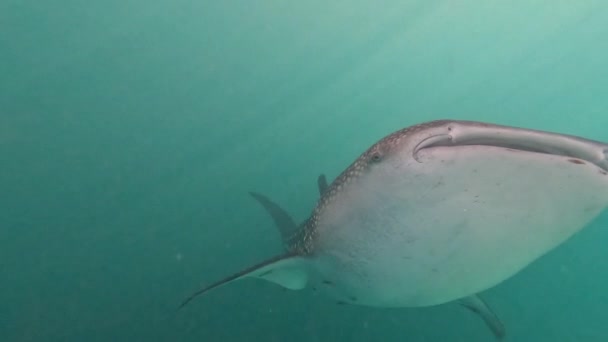 바다깊은 곳에서 헤엄치는 고래상어의 움직임 — 비디오
