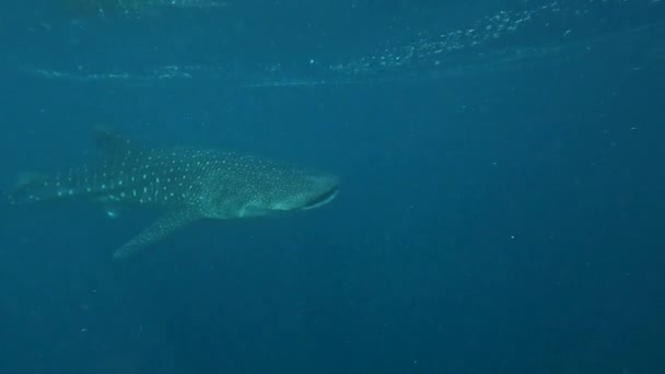 Enorma Valhajar Simmar Båten Havet Filmisk Övergång Från Över Vattenytan — Stockvideo