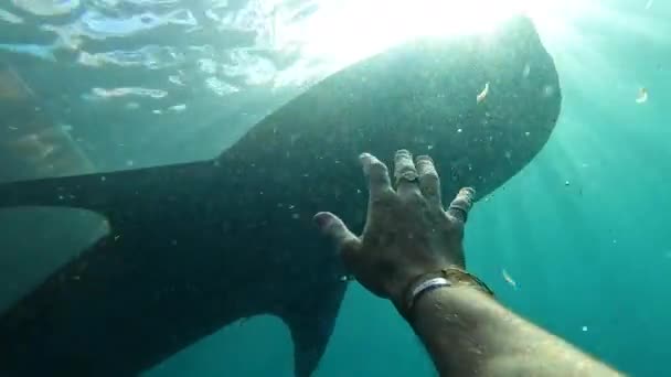 Dev Balina Köpekbalığının Yüzgecine Uzanan Bir Adamın Altı Görüntüsü — Stok video