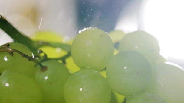 Extremo Primer Plano Uvas Blancas Rociando Con Agua Dulce Cámara — Vídeo de stock