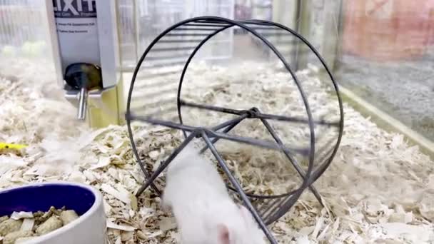 Hamster Blanc Fonctionne Sur Roue Dans Animalerie — Video