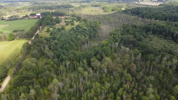 Una Hermosa Sección Bosque Verano 2022 — Vídeos de Stock