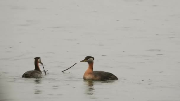 Red Necked Grebe Couple Exchange Branch Mating Ritual Rain Falling — Stock Video