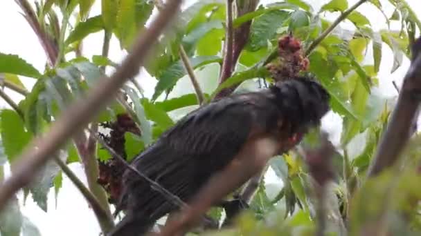 Ptáci Jedí Semena Stromě Během Silného Deště Pták Nasáklý Dešťovou — Stock video