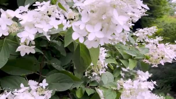 Walking Shot Hydrangea Plant Bloom — Stock Video