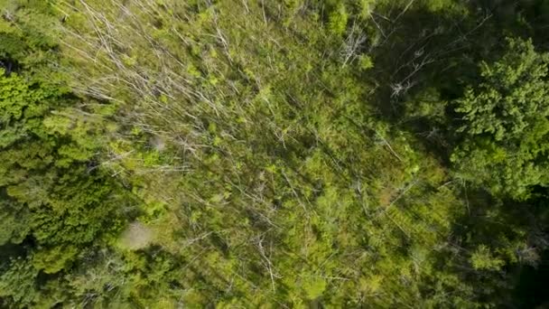 Vuelta Aérea Durante Seguimiento Largo Una Zona Verde Pantanosa — Vídeos de Stock