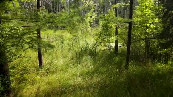 Avanzando Través Pantano Bosque — Vídeos de Stock