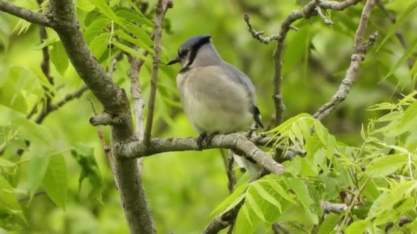 Oiseau Nourrissant Autres Aliments Pour Les Poussins Qui Sont Perchés — Video