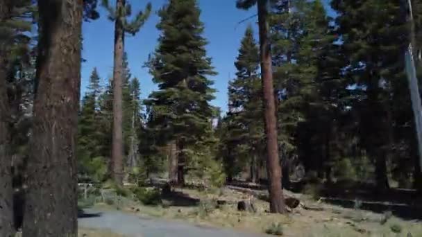 Conduciendo Por Bosque Paisaje Del Lago Tahoe Sierra Nevada Pinos — Vídeo de stock