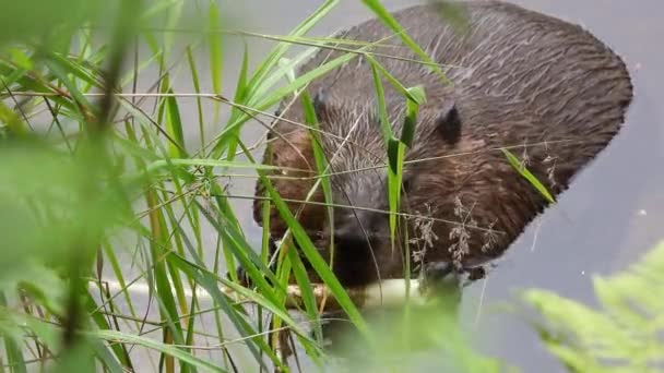 North American Beaver Half Submerged Gnawing Branch Feeding Riverside Close — Stock Video