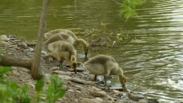 Troupeau Adorables Bernaches Canada Branta Canadensis Oisons Qui Nourrissent Nourrissent — Video