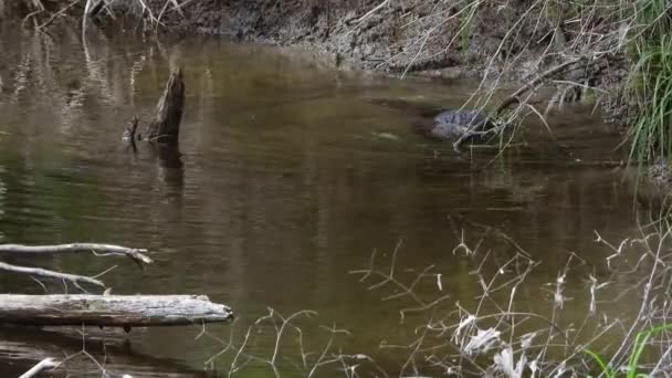 Beavers Swim Shallow Waters Rivers Common Otter Species Predatory Mammals — Stock Video