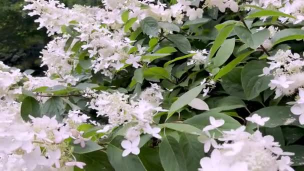 Bloeiende Hortensia Plant Bewegende Schot — Stockvideo